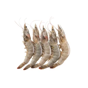 Shrimp