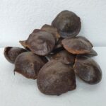 Jengkol Muda Cangkang